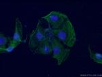 PKC gamma Antibody in Immunocytochemistry (ICC/IF)