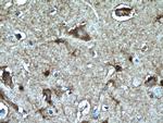 PKC gamma Antibody in Immunohistochemistry (Paraffin) (IHC (P))