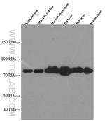 PKC gamma Antibody in Western Blot (WB)