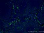 PLEK Antibody in Immunohistochemistry (PFA fixed) (IHC (PFA))