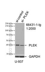 PLEK Antibody in Western Blot (WB)