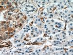 Amphiregulin Antibody in Immunohistochemistry (Paraffin) (IHC (P))