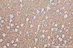 Syntaxin 1A / Syntaxin 1B Antibody in Immunohistochemistry (Paraffin) (IHC (P))