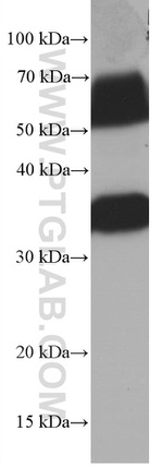 Syntaxin 1A / Syntaxin 1B Antibody in Western Blot (WB)