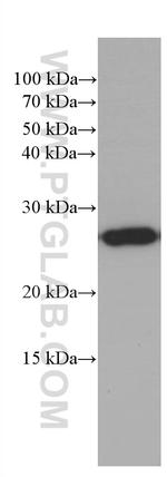 PEBP1 Antibody in Western Blot (WB)