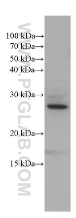 PEBP1 Antibody in Western Blot (WB)