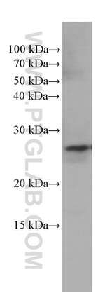 PEBP1 Antibody in Western Blot (WB)