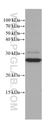 PEBP1 Antibody in Western Blot (WB)