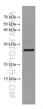 PDCD10 Antibody in Western Blot (WB)