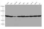 Hsc70 Antibody in Western Blot (WB)