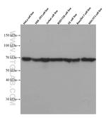 Hsc70 Antibody in Western Blot (WB)