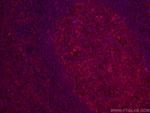 CD147 Antibody in Immunohistochemistry (PFA fixed) (IHC (PFA))