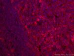 CD147 Antibody in Immunohistochemistry (PFA fixed) (IHC (PFA))