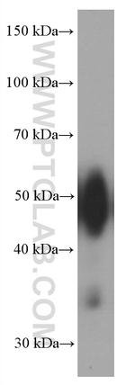 CD147 Antibody in Western Blot (WB)