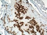 HLA-G Antibody in Immunohistochemistry (Paraffin) (IHC (P))