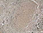 HVCN1 Antibody in Immunohistochemistry (Paraffin) (IHC (P))