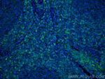 HVCN1 Antibody in Immunohistochemistry (PFA fixed) (IHC (PFA))