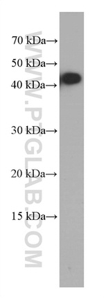 HVCN1 Antibody in Western Blot (WB)