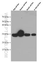 TNFSF9 Antibody in Western Blot (WB)