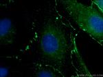 ZO-1 Antibody in Immunocytochemistry (ICC/IF)