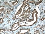 ZO-1 Antibody in Immunohistochemistry (Paraffin) (IHC (P))