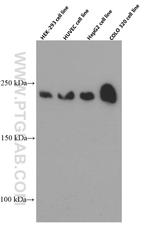 ZO-1 Antibody in Western Blot (WB)