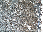 ZO-1 Antibody in Immunohistochemistry (Paraffin) (IHC (P))