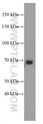 GNPAT Antibody in Western Blot (WB)