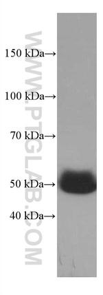 SERPINA7 Antibody in Western Blot (WB)