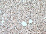 SERPINA7 Antibody in Immunohistochemistry (Paraffin) (IHC (P))