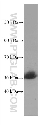 SERPINA7 Antibody in Western Blot (WB)