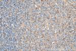 Lysozyme Antibody in Immunohistochemistry (Paraffin) (IHC (P))