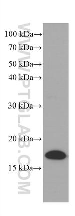 Lysozyme Antibody in Western Blot (WB)