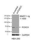 FOXO1 Antibody in Western Blot (WB)