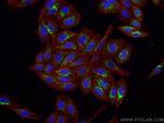 GABARAPL1 Antibody in Immunocytochemistry (ICC/IF)