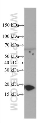 GABARAPL1 Antibody in Western Blot (WB)