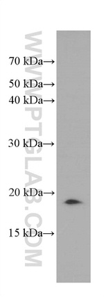 GABARAPL1 Antibody in Western Blot (WB)