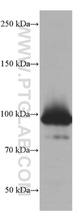 STAT5A Antibody in Western Blot (WB)