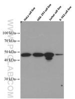 IKBKG Antibody in Western Blot (WB)