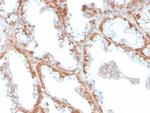 Superoxide Dismutase 1 (SOD1) (Antioxidant Enzyme) Antibody in Immunohistochemistry (Paraffin) (IHC (P))