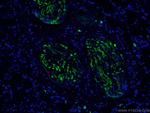 Caspase 3 Antibody in Immunohistochemistry (PFA fixed) (IHC (PFA))