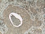 Caspase 3 Antibody in Immunohistochemistry (Paraffin) (IHC (P))