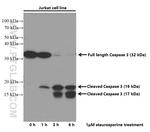 Caspase 3 Antibody in Western Blot (WB)