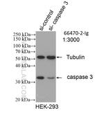 Caspase 3 Antibody in Western Blot (WB)