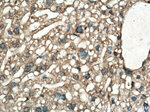 Caspase 3 Antibody in Immunohistochemistry (Paraffin) (IHC (P))