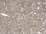 Caspase 3 Antibody in Immunohistochemistry (Paraffin) (IHC (P))