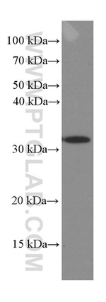 Caspase 3 Antibody in Western Blot (WB)