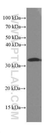 Caspase 3 Antibody in Western Blot (WB)