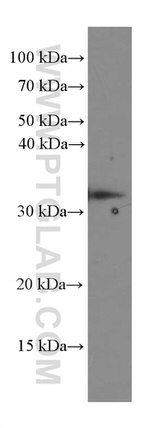 Caspase 3 Antibody in Western Blot (WB)