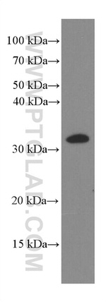 Caspase 3 Antibody in Western Blot (WB)